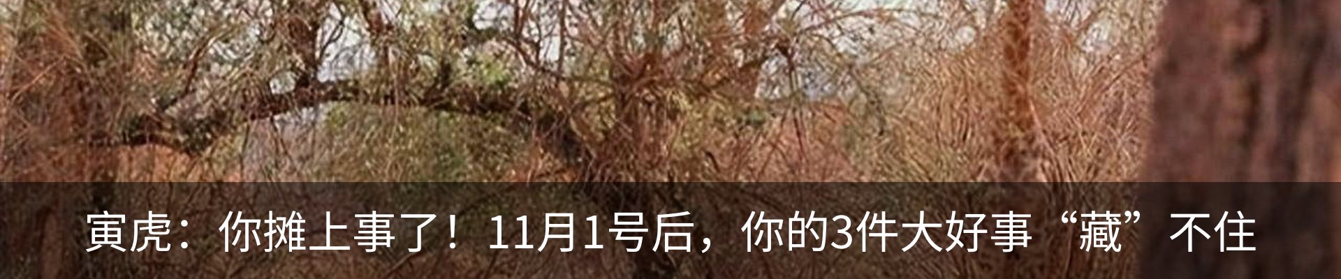 内页banner